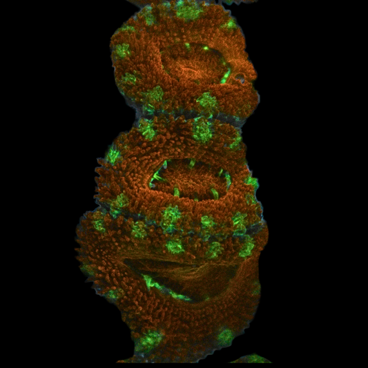 WYSIWYG Acan Frag 31
