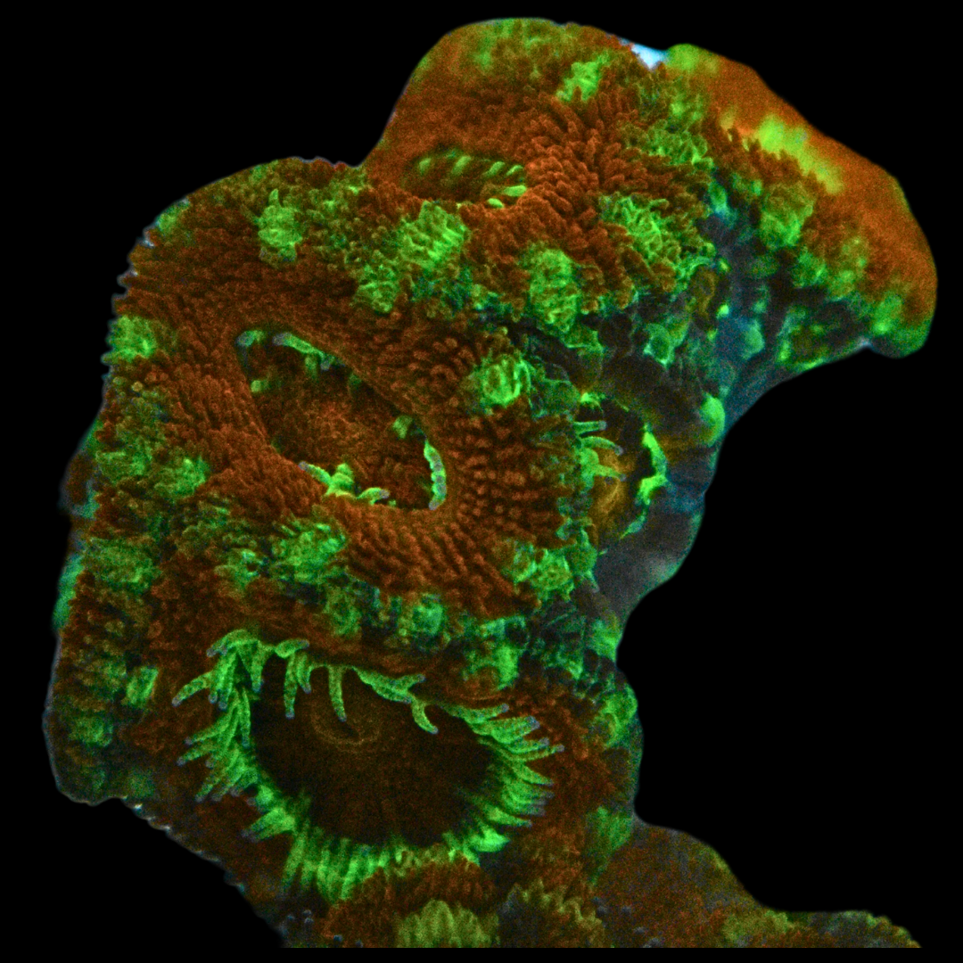 WYSIWYG Acan Frag 32