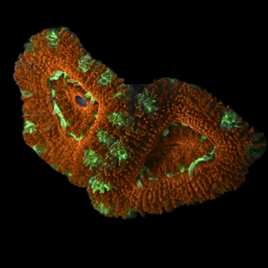 WYSIWYG Acan Frag 34