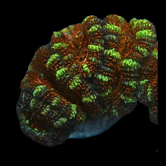 WYSIWYG Acan Frag 35