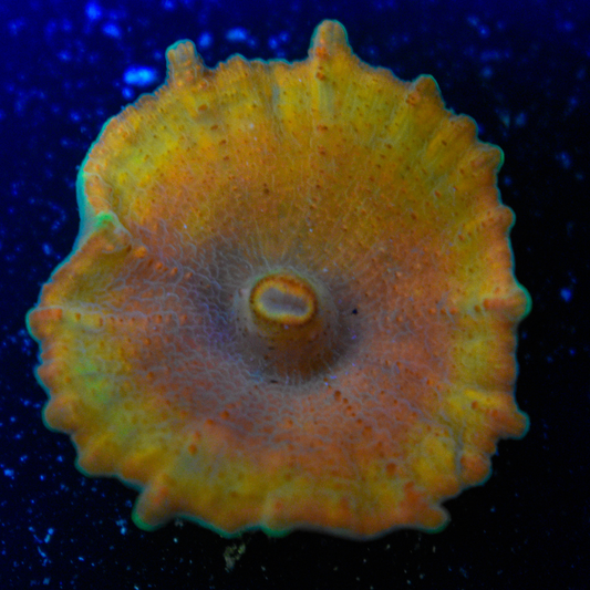 Rainbow Umbrella Mushroom