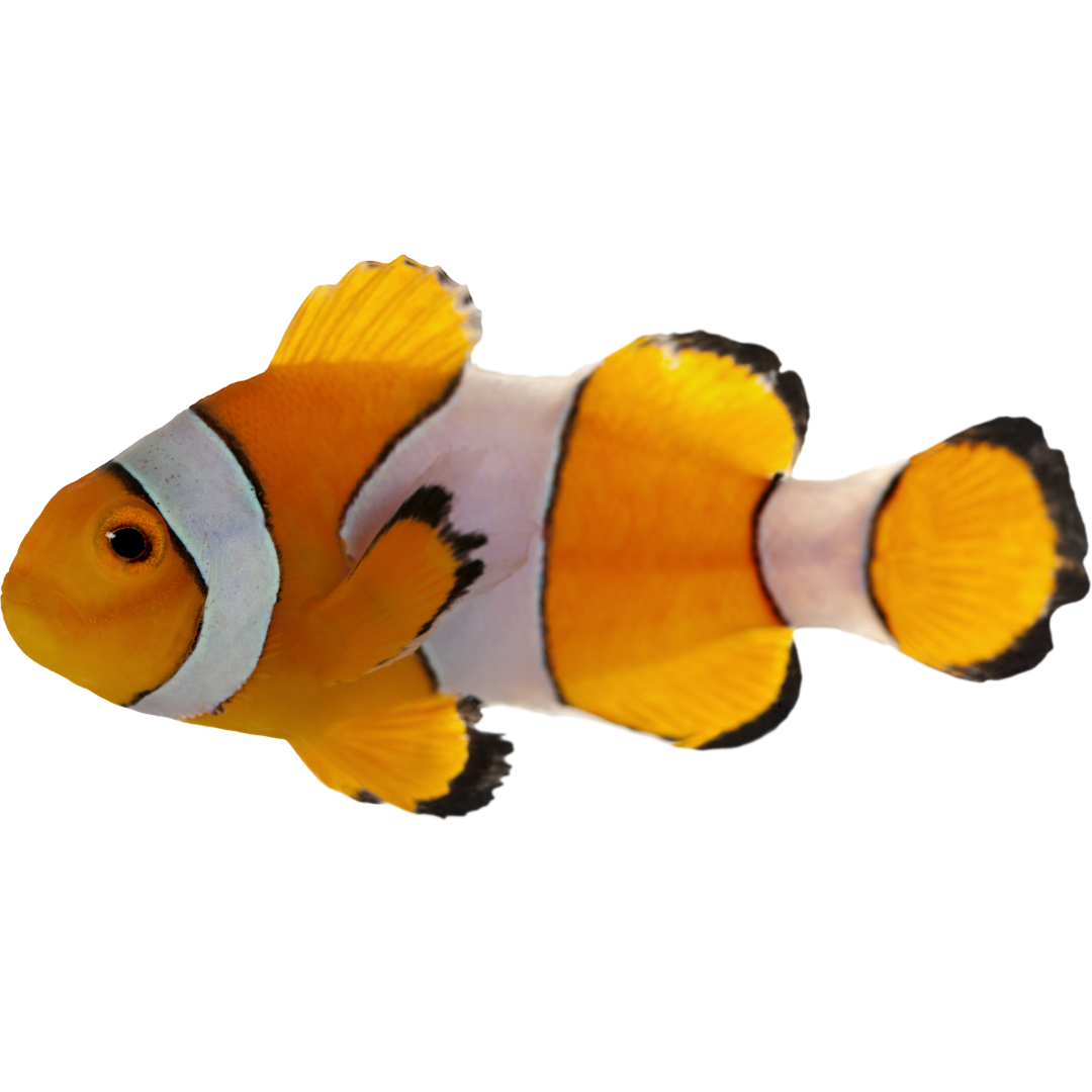 Aquacultured Ocellaris Clownfish (small)