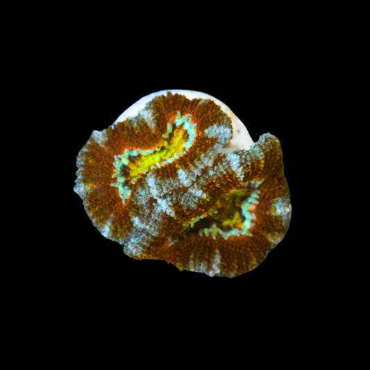 WYSIWYG Ultra Acan Frag 2