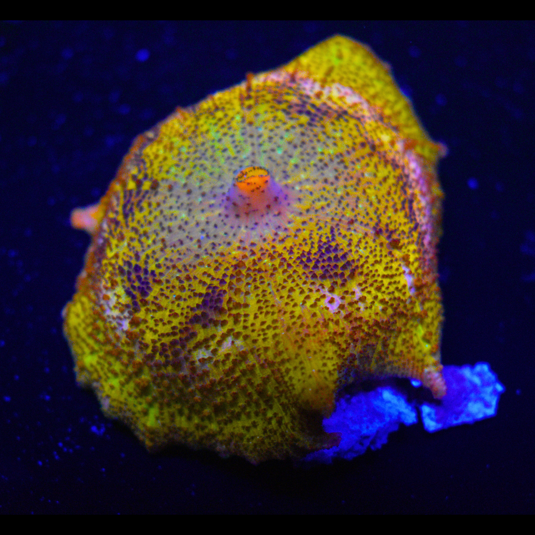 WYSIWYG Umbrella Mushroom #2