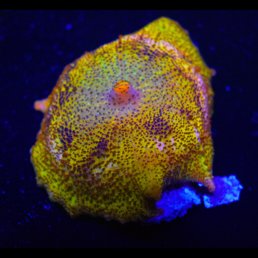WYSIWYG Umbrella Mushroom #2