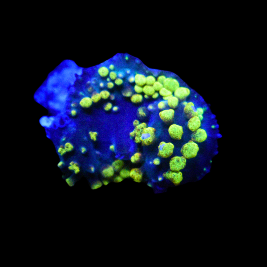 WYSIWYG St Thomas Mushroom 2