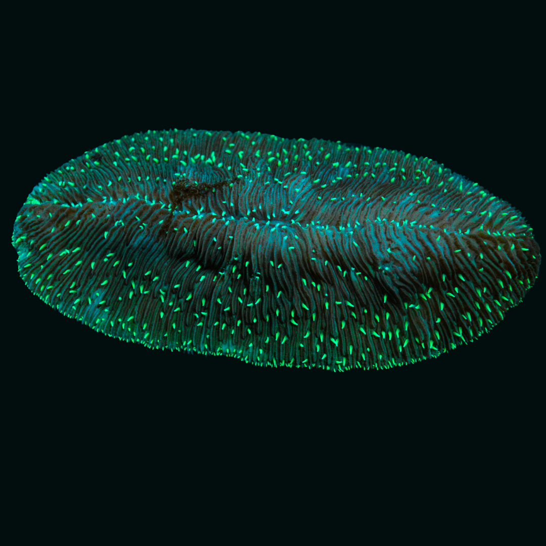 WYSIWYG Green Tongue Coral 1