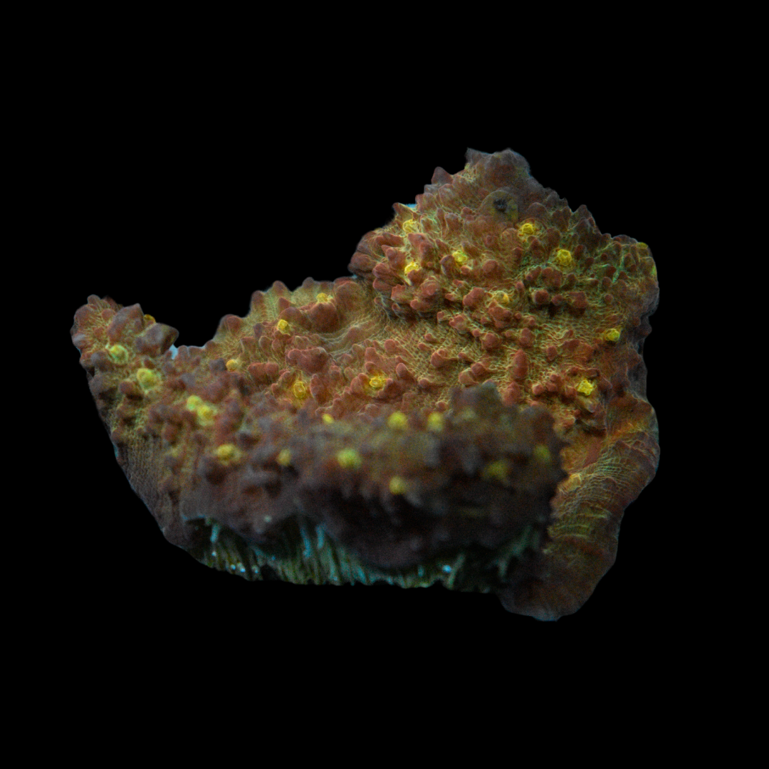 Buy Red Chalice Coral