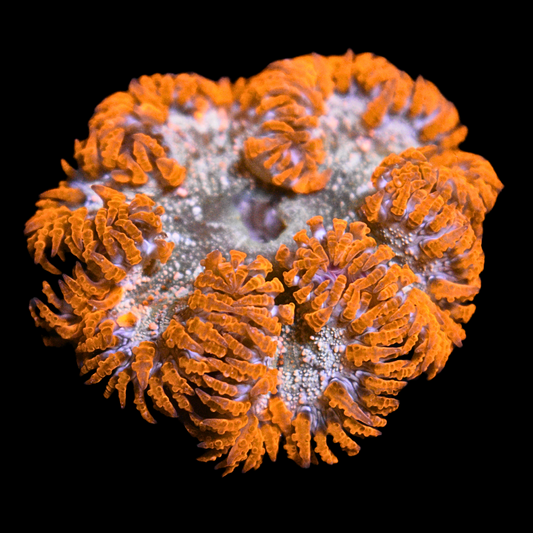 WYSIWYG Ultra Rock Flower Anemone 20