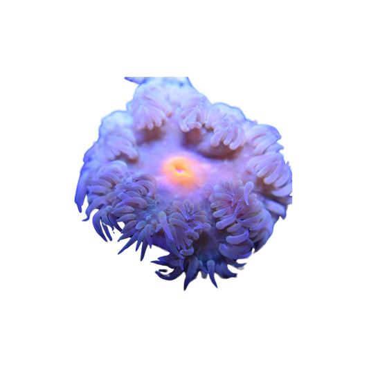 Orange Mouth Ultra Rock Anemone