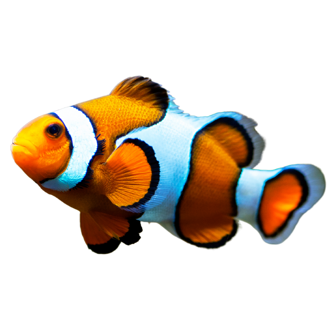 Aquacultured Ocellaris Clownfish (small)