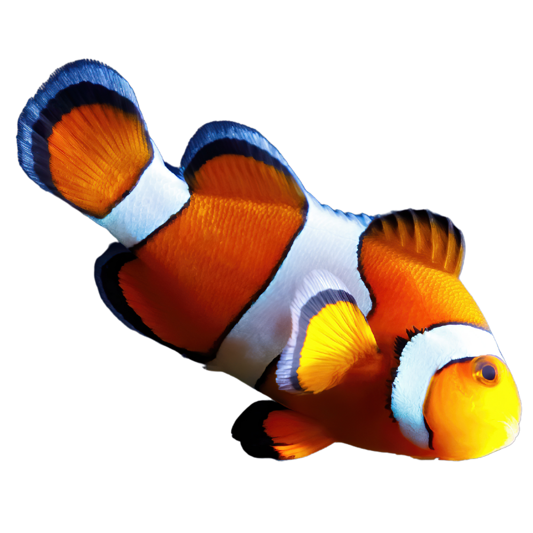 Aquacultured Ocellaris Clownfish (small)