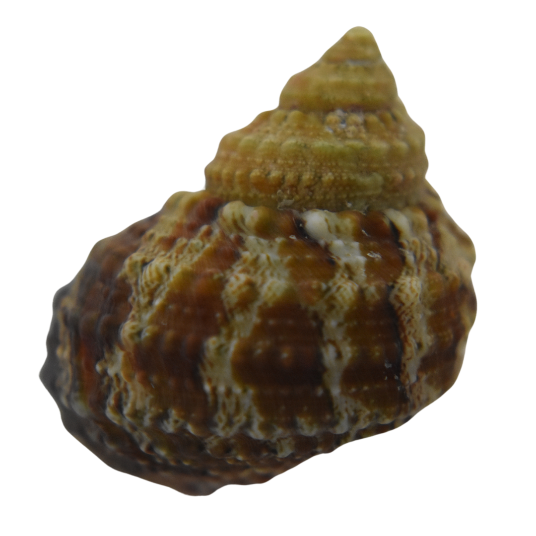 Chestnut Fish Chestnut Turbo Snail – Foxy Saltwater Tropicals