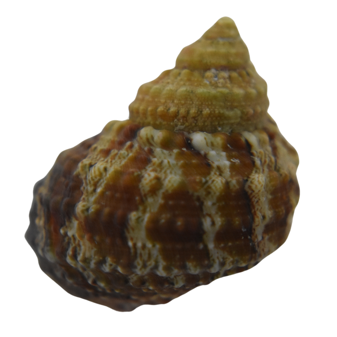 Chestnut Turbo Snail