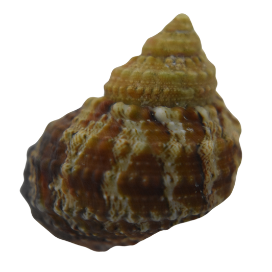 Chestnut Turbo Snail