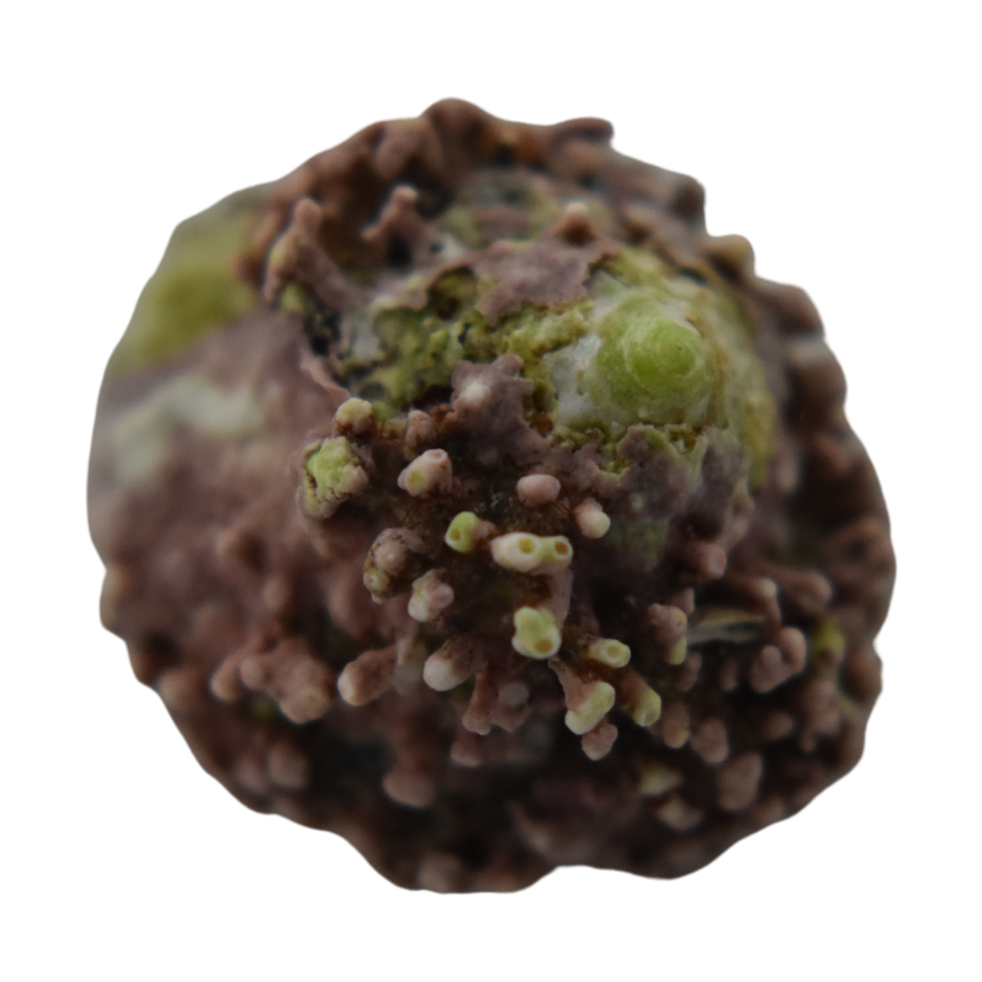 Large Coralline Encrusted Astrea