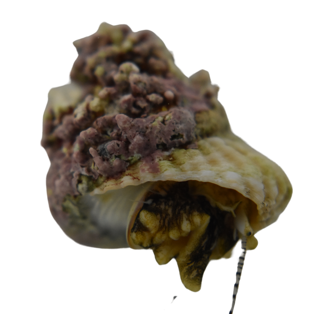 Large Coralline Encrusted Astrea