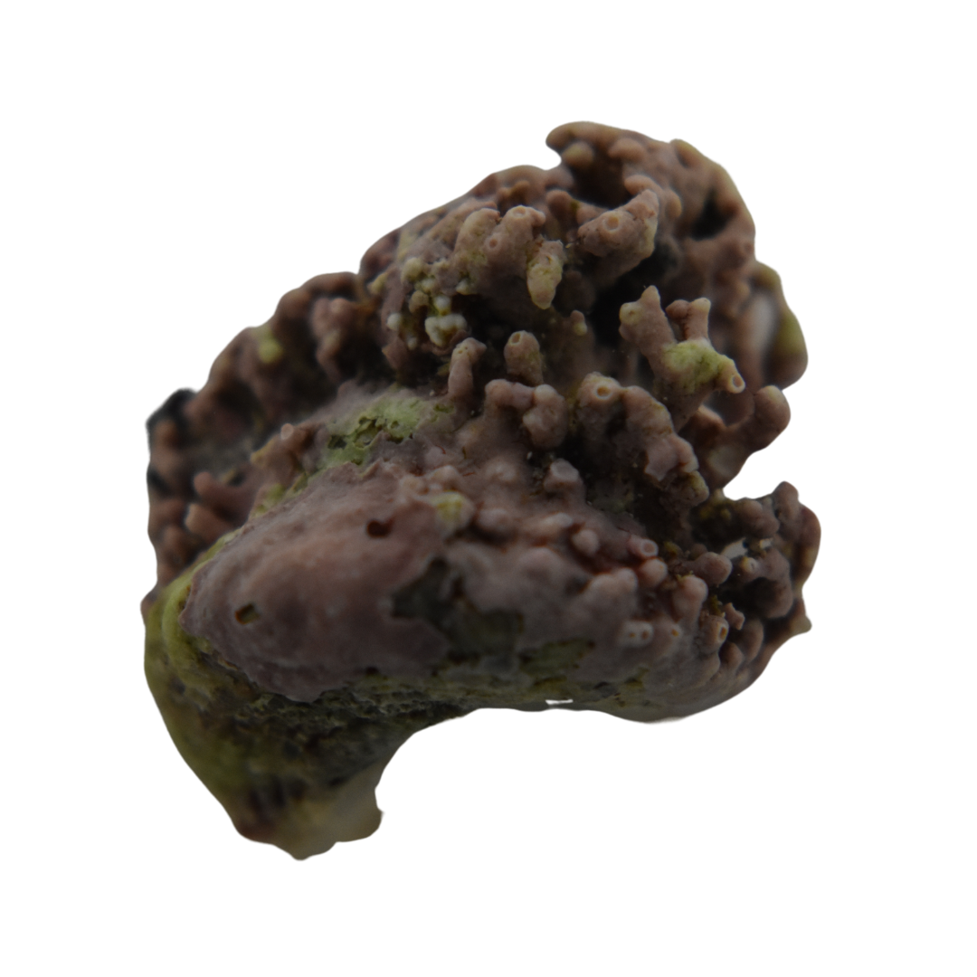 Large Coralline Encrusted Astrea