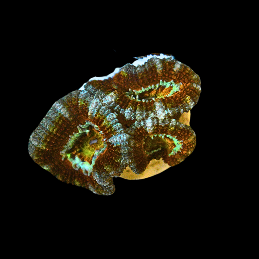 WYSIWYG Ultra Acan Frag 3