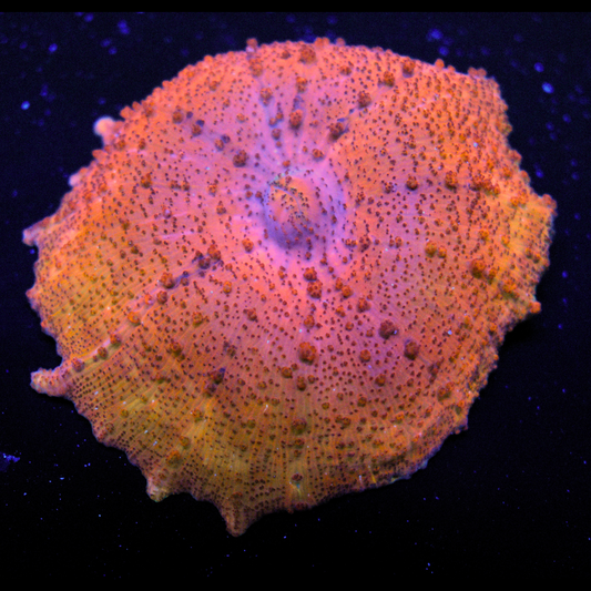 WYSIWYG Umbrella Mushroom #1