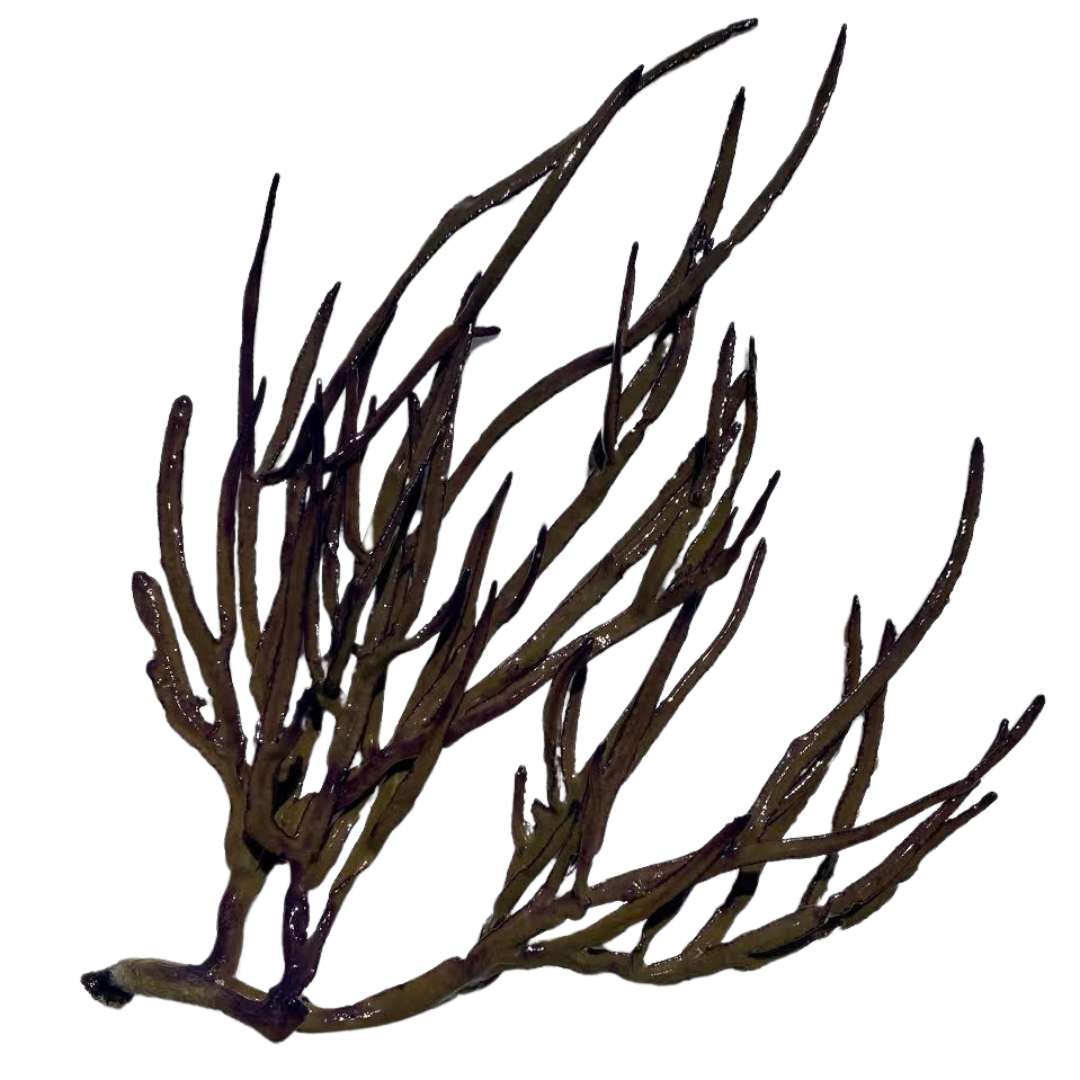 Purple/Green Grooved-Blade Sea Whip (under 10")