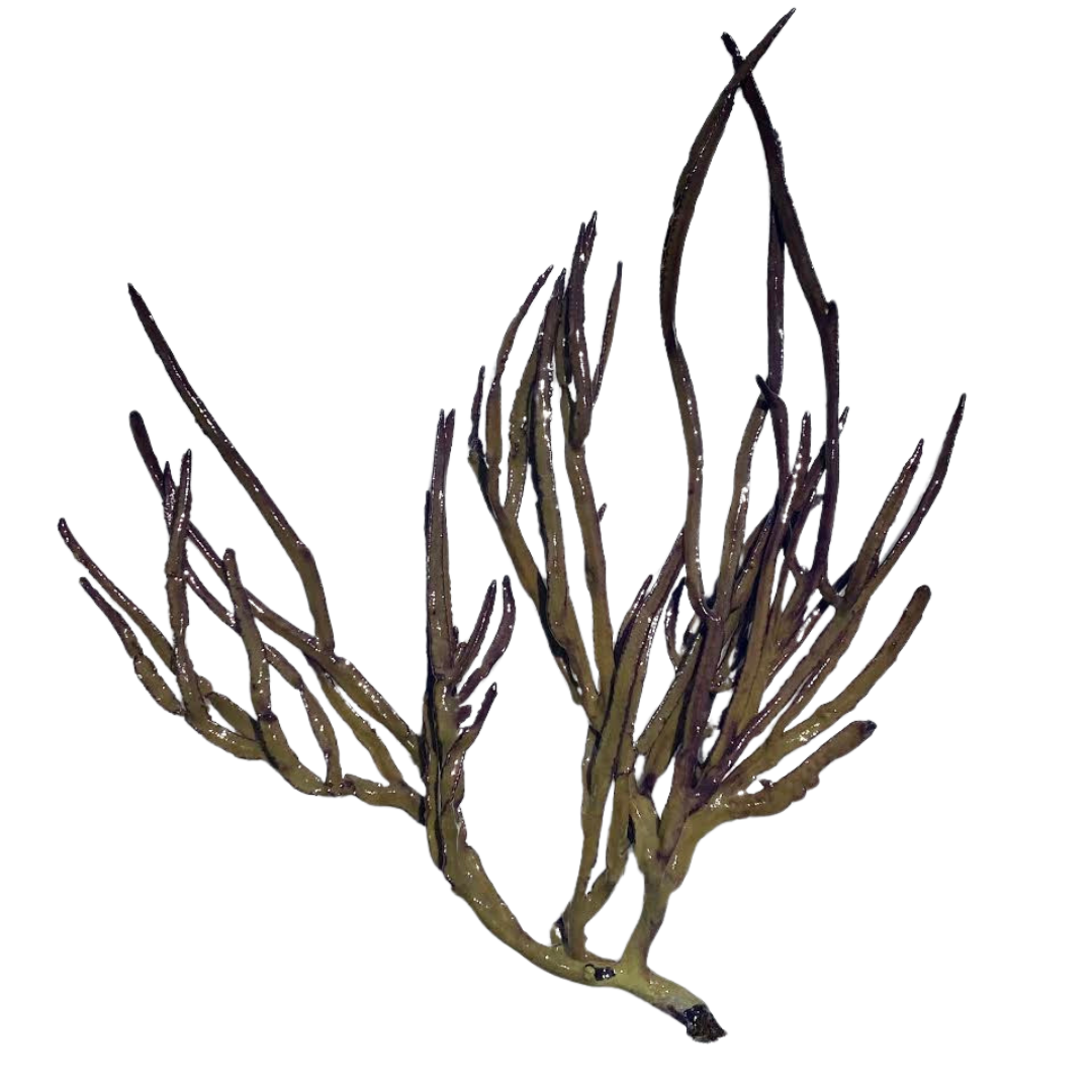 Purple/Green Grooved-Blade Sea Whip (under 10")