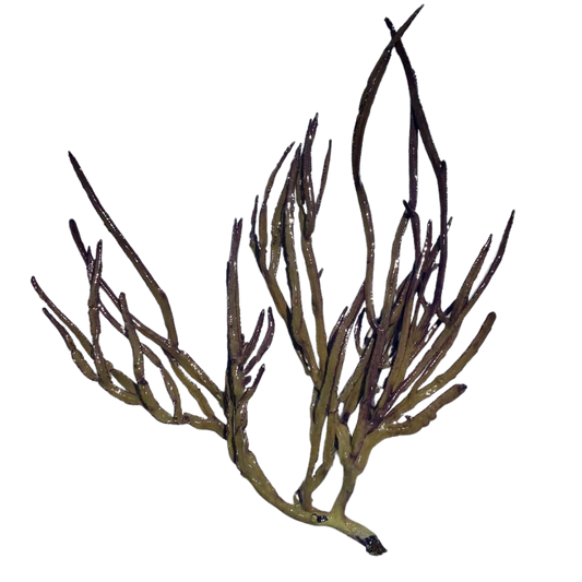 Purple/Green Grooved-Blade Sea Whip (under 10")