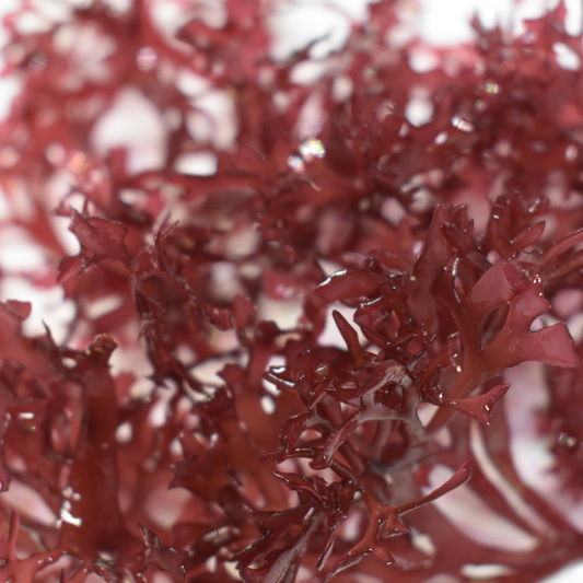Gracilaria Hayi (Red Bush Algae)