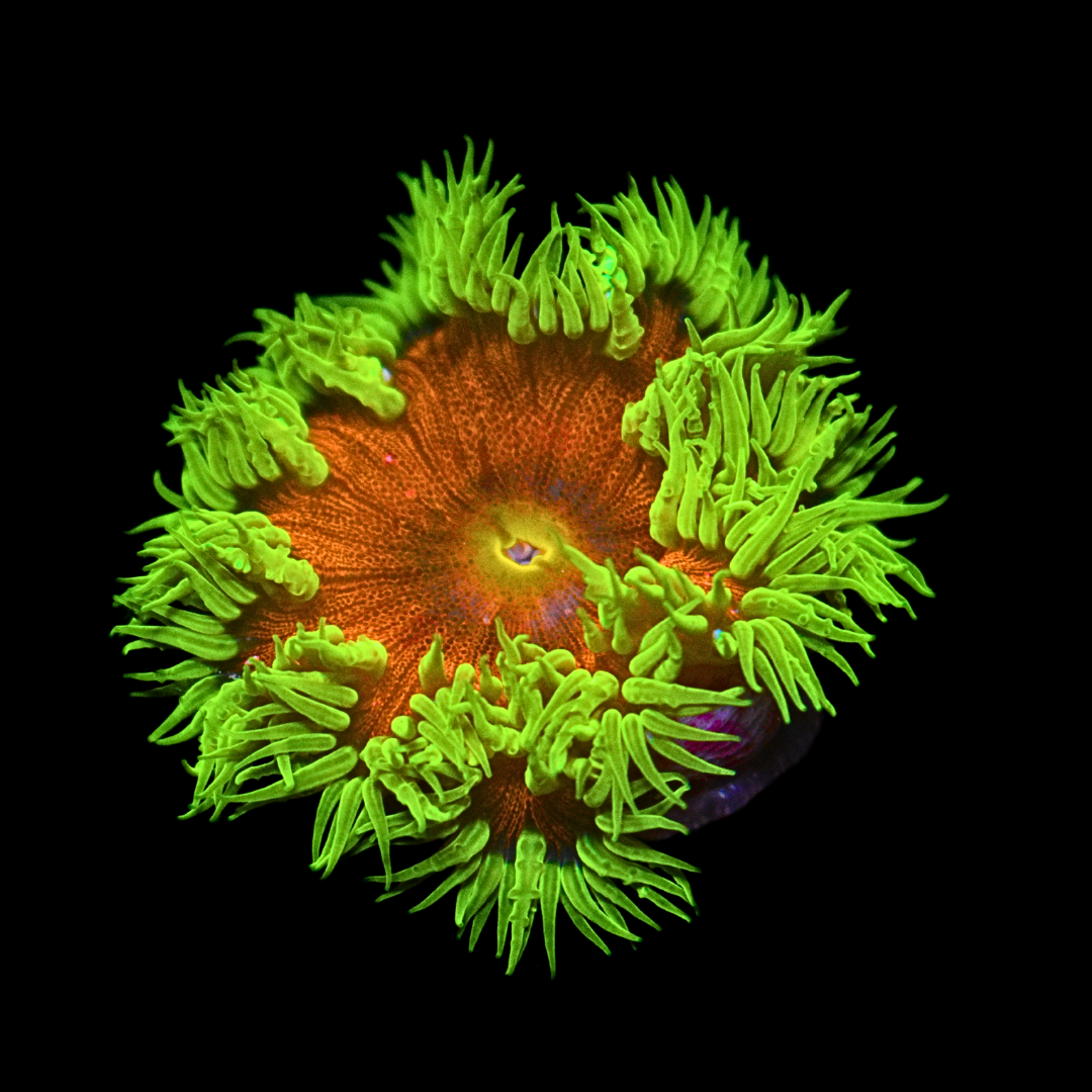 WYSIWYG Ultra Rock Flower Anemone #4
