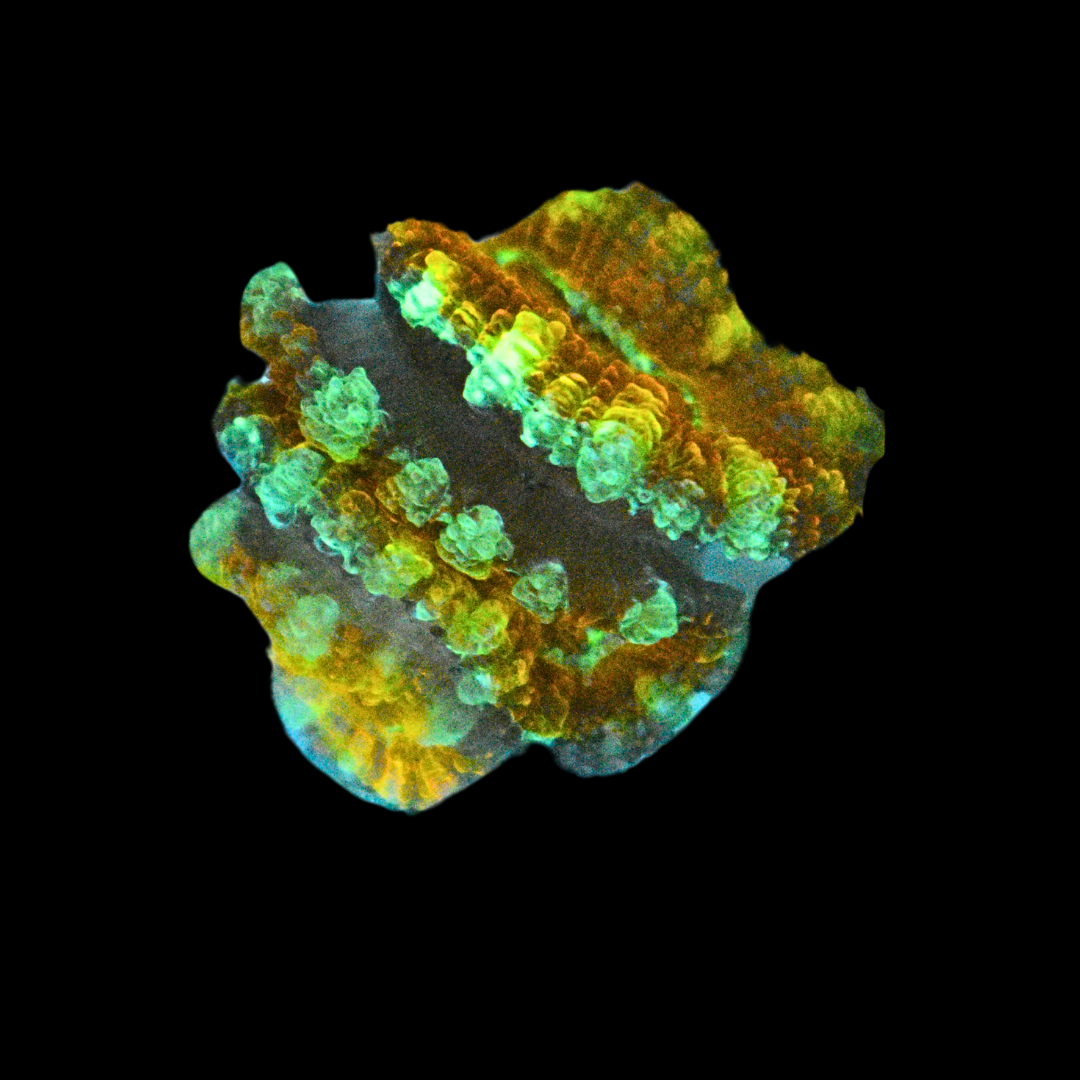 WYSIWYG Acan Frag 14
