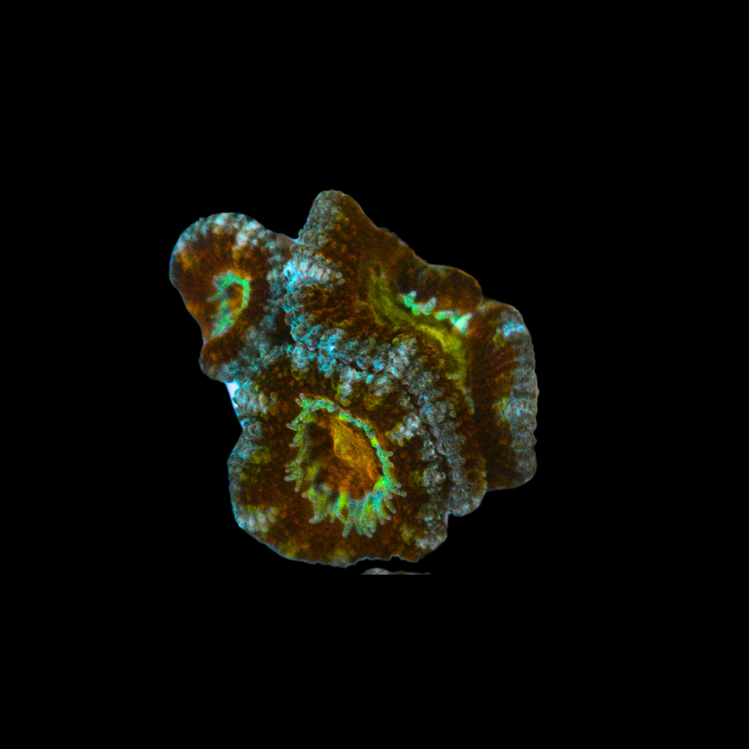 WYSIWYG Ultra Acan Frag 4