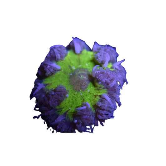 Key Lime Pie Ultra Rock Flower Anemone