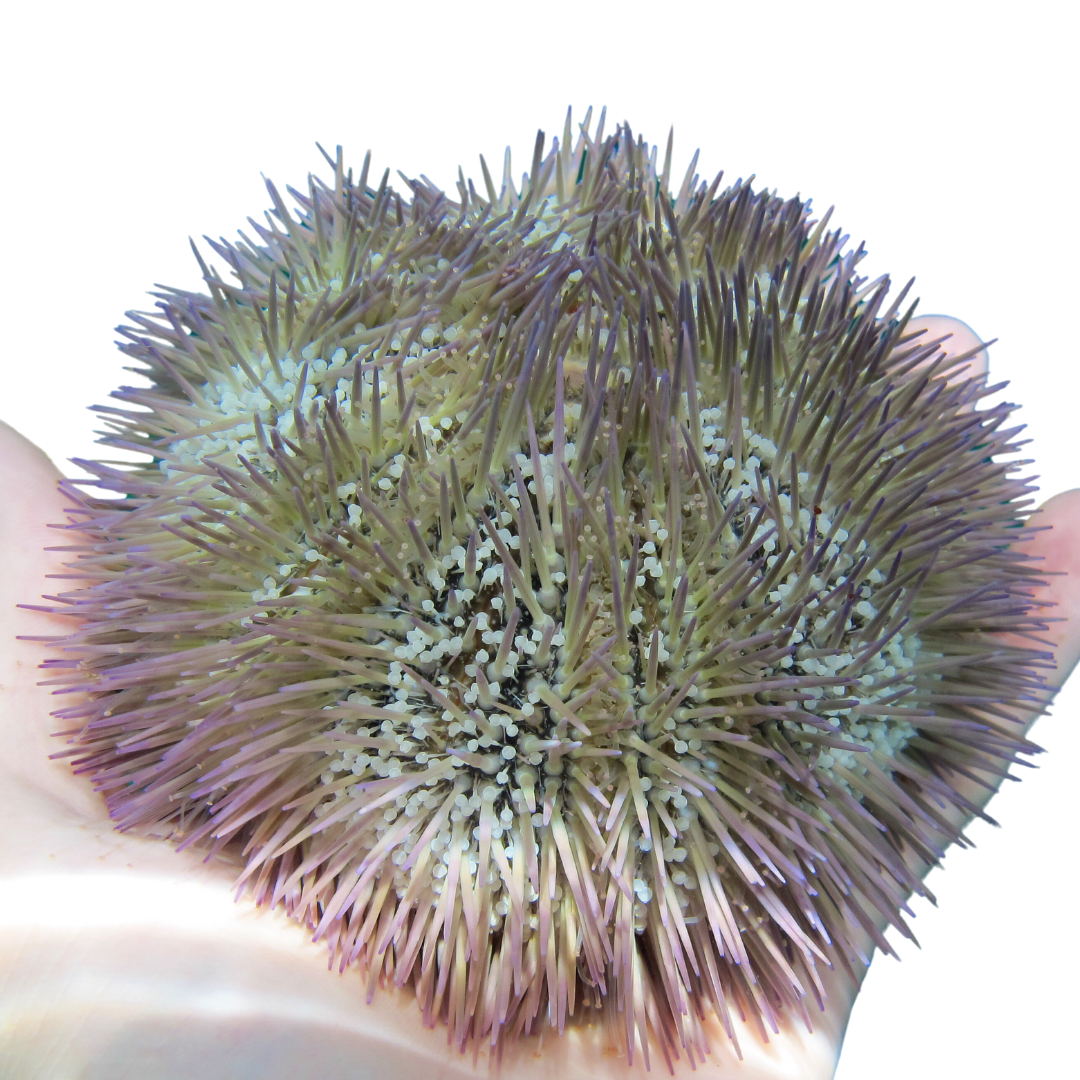 Pin Cushion Urchin Large (3.25 inches or larger)