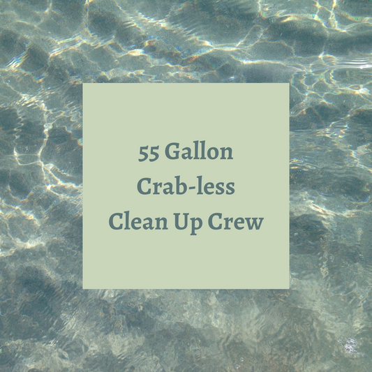 Crab-less Clean Up Crew-55 Gallon Tank  All reef safe.
