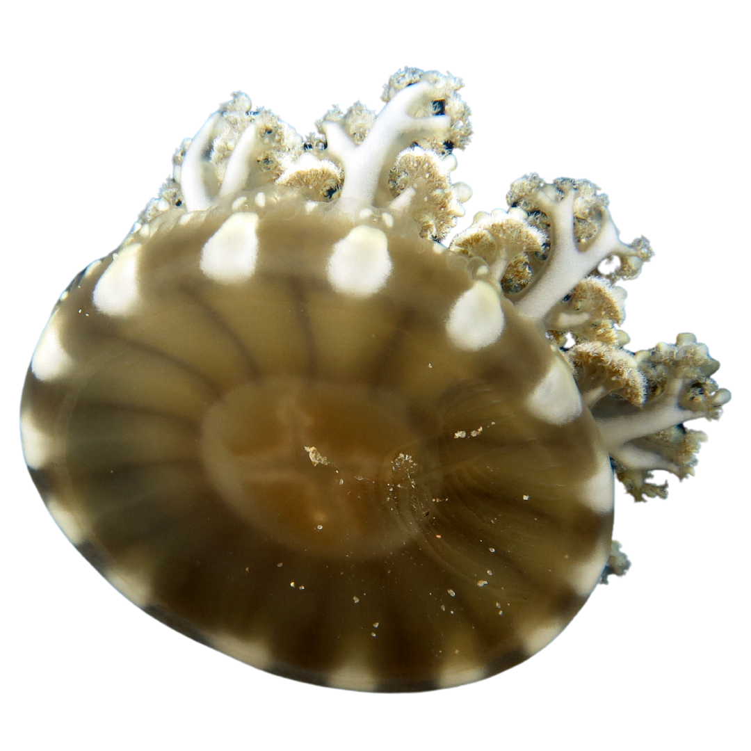 Upside Down Jellyfish (Cassiopea) Medium 2-4 inches