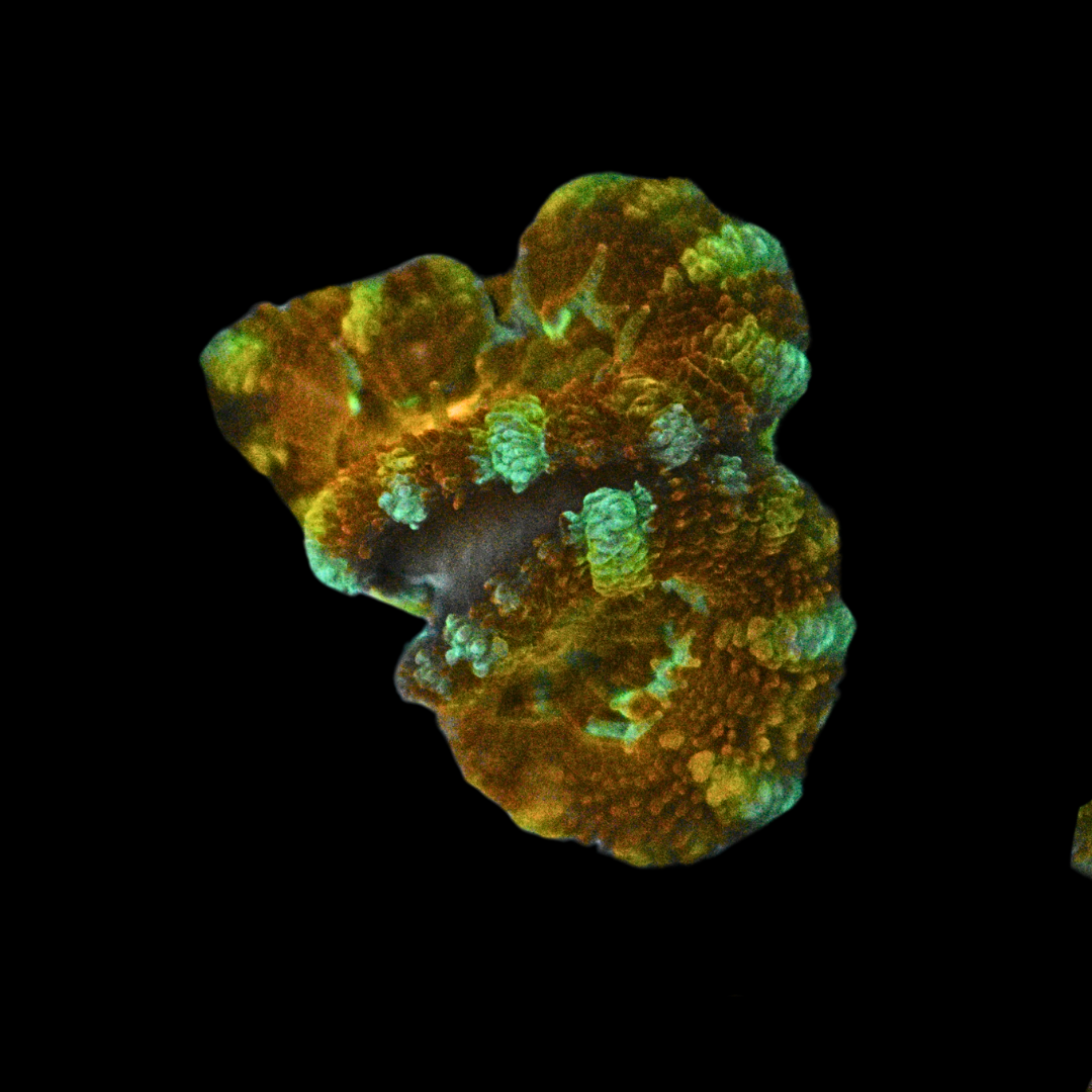 WYSIWYG Acan Frag 15