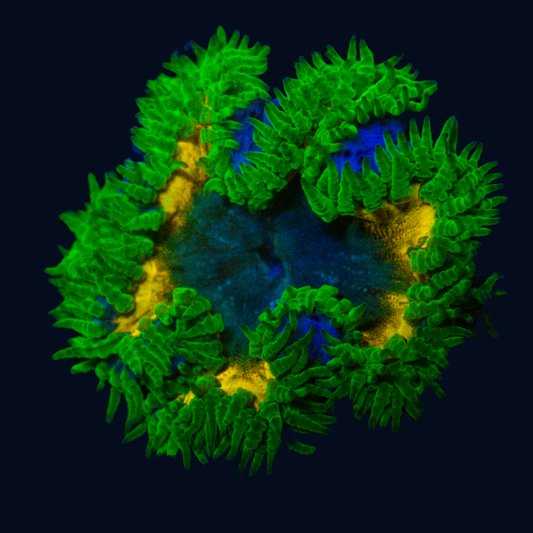 Tangerine Burst Green Lace Ultra Rock Anemone