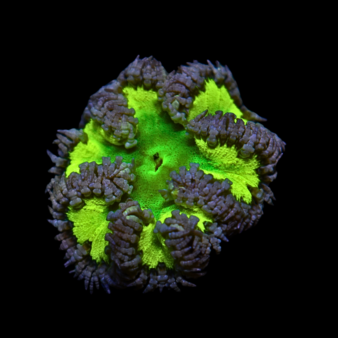 WYSIWYG Ultra Rock Flower Anemone #6