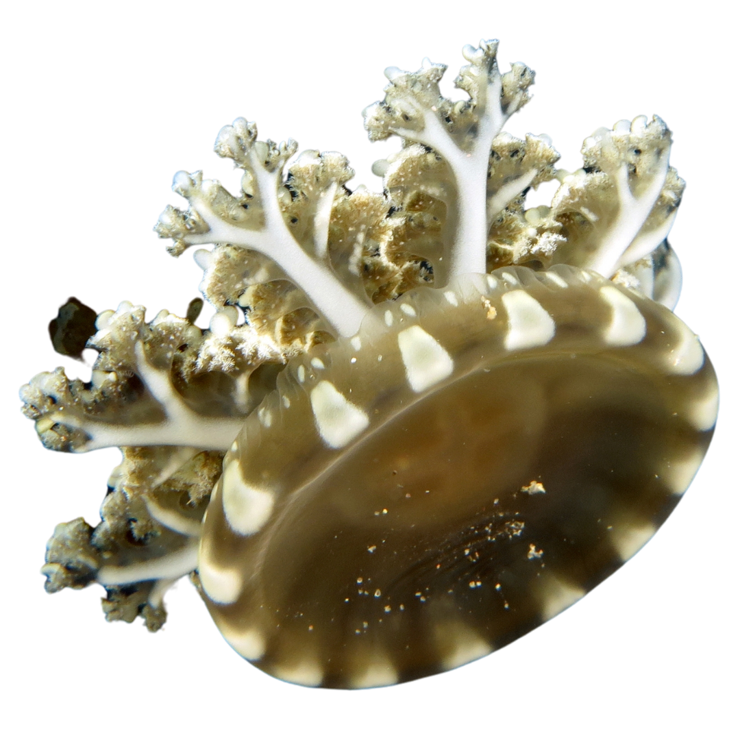 Upside Down Jellyfish (Cassiopea) Medium 2-4 inches