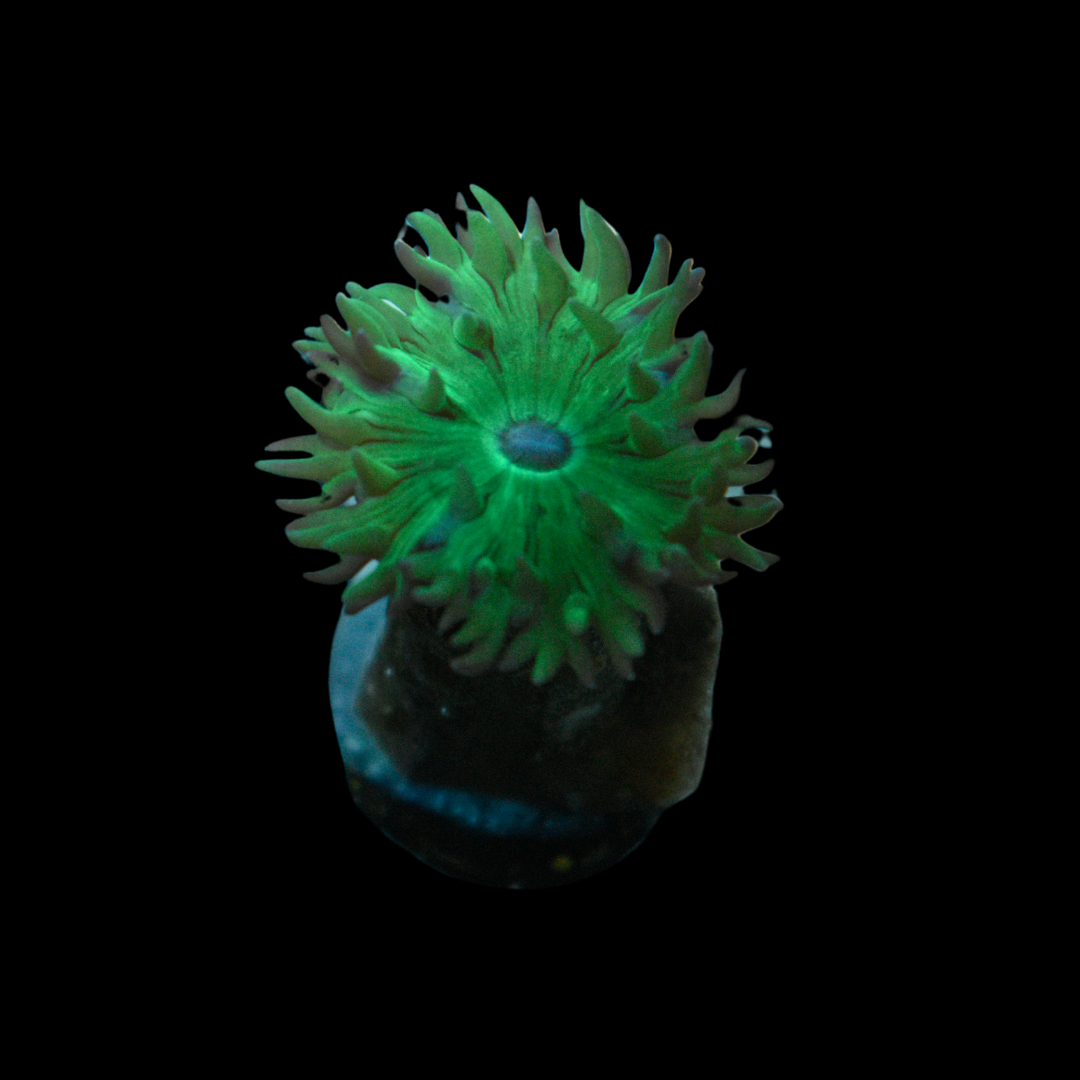 Buy Duncan Coral 1 Head