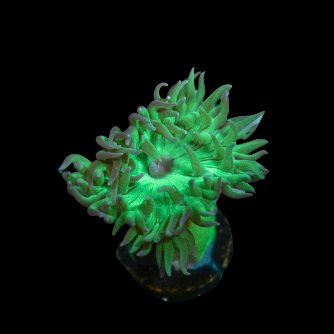 Get Duncan Coral 1 Head