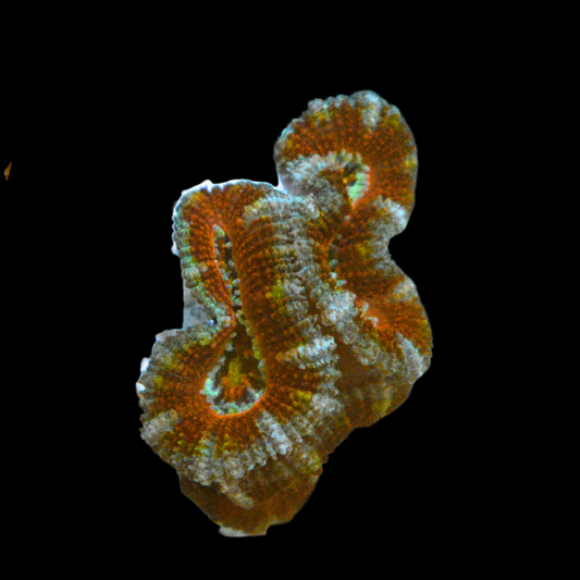 WYSIWYG Ultra Acan Frag 6
