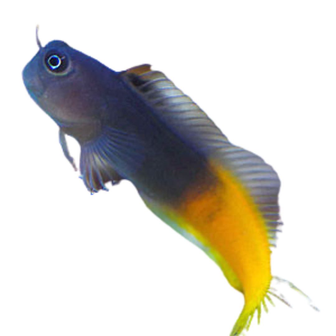 Bicolor Blenny (male)