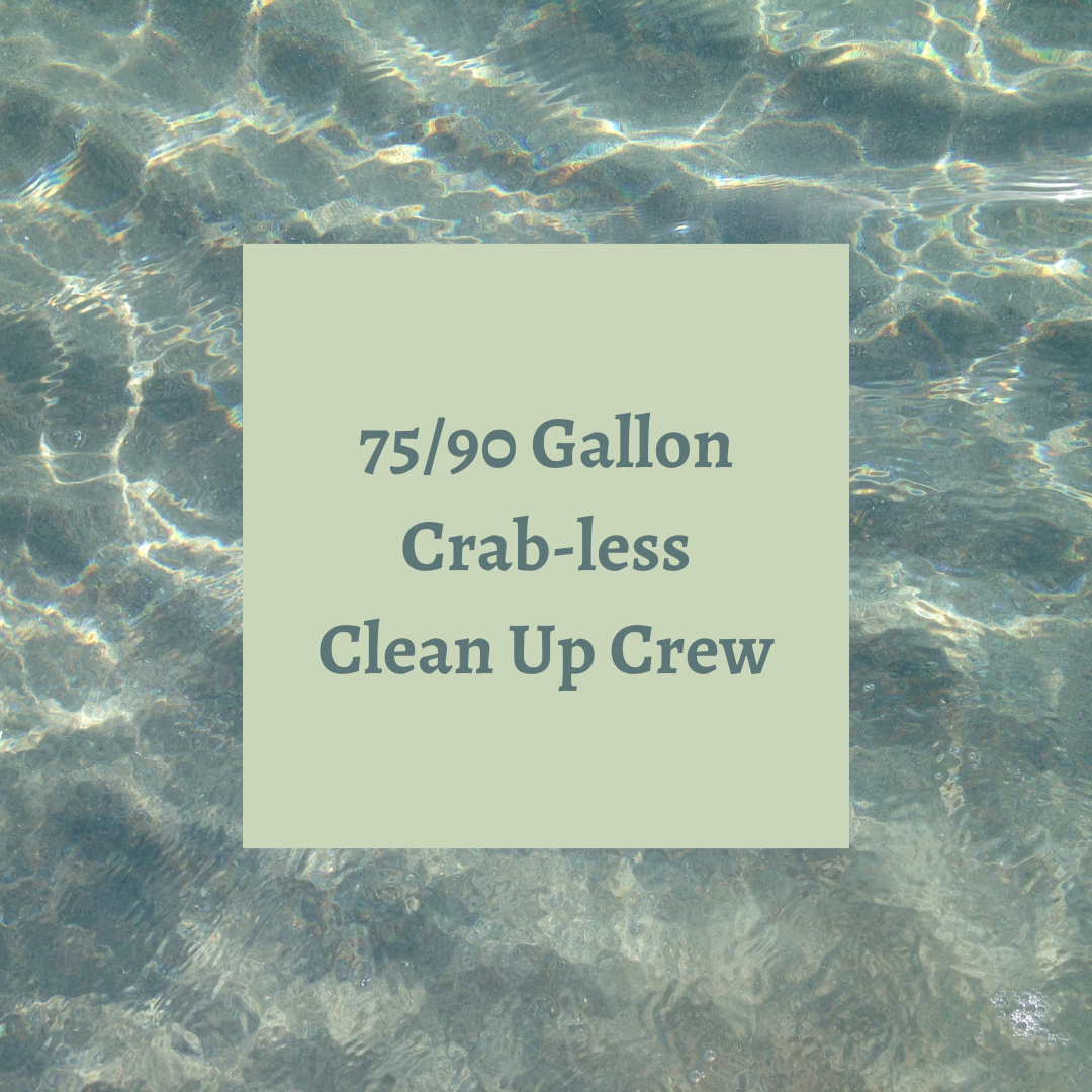 Crab-less Clean Up Crew 75-90 Gallon Tanks.  All reef safe.