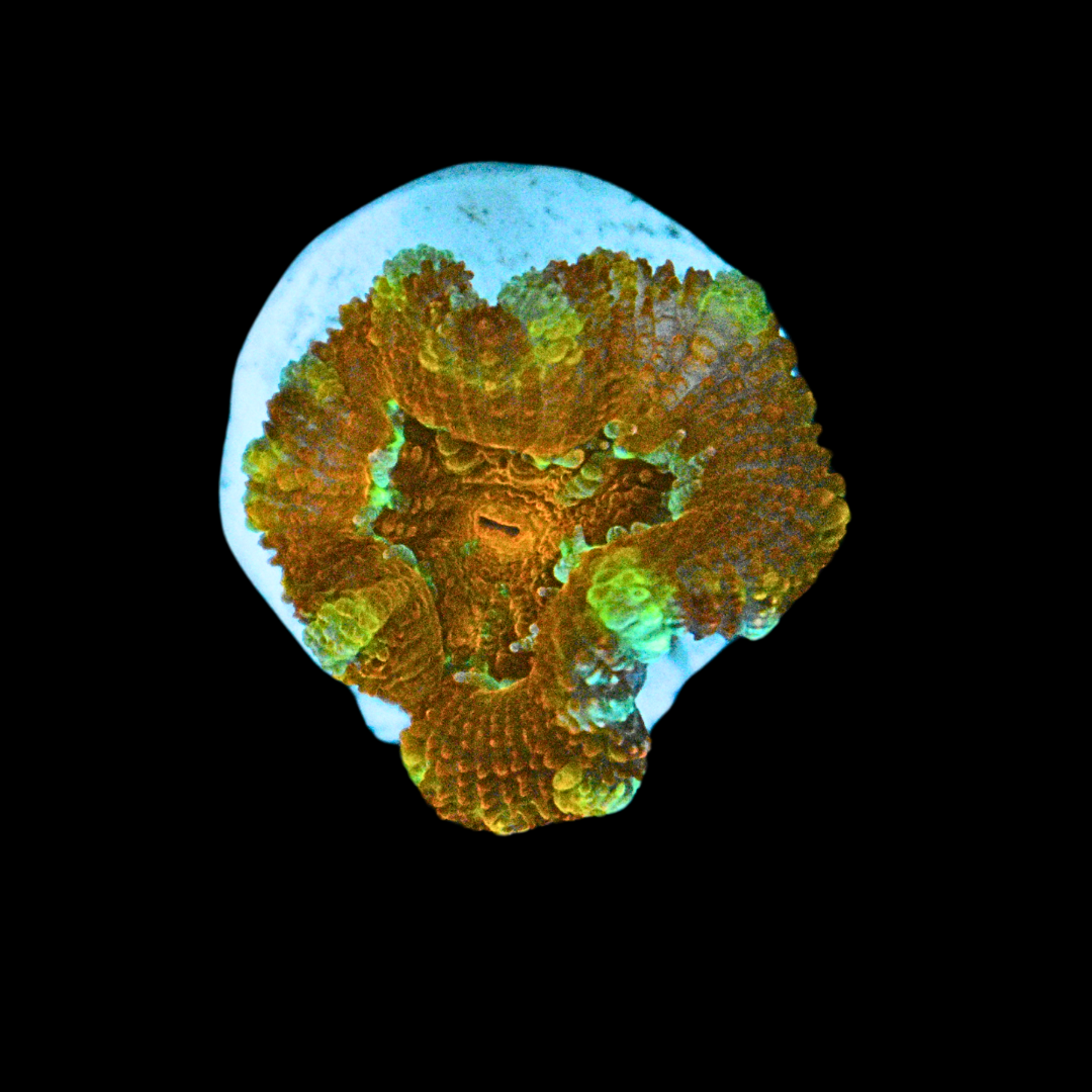 WYSIWYG Acan Frag 17
