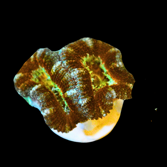 WYSIWYG Ultra Acan Frag 7