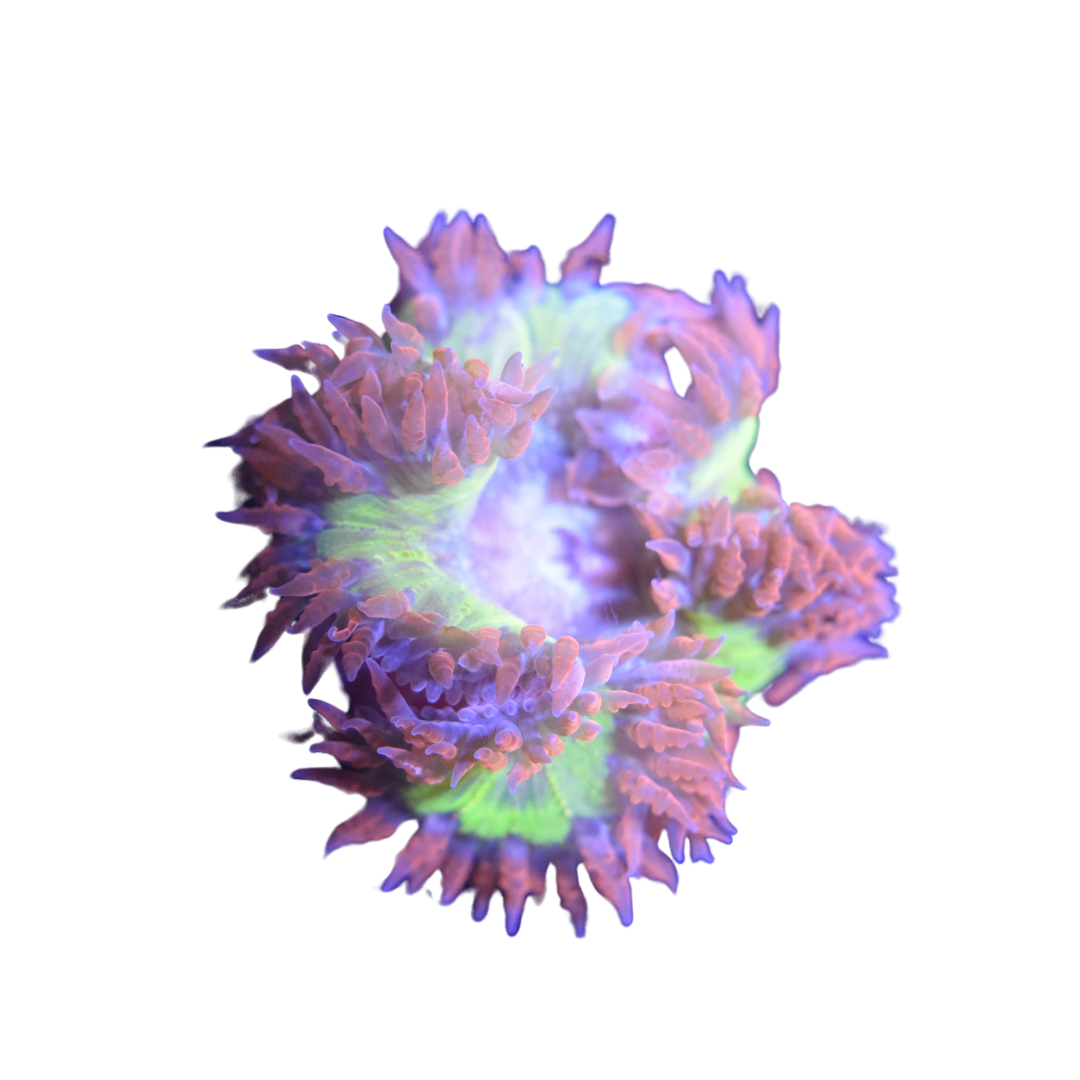 Image showcasing Saltwater Invertebrates For Sale – Foxy Saltwater Tropicals