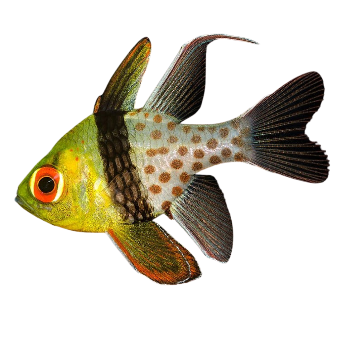 Buy Pajama Cardinalfish