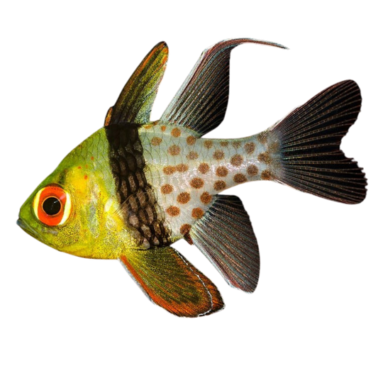 Buy Pajama Cardinalfish