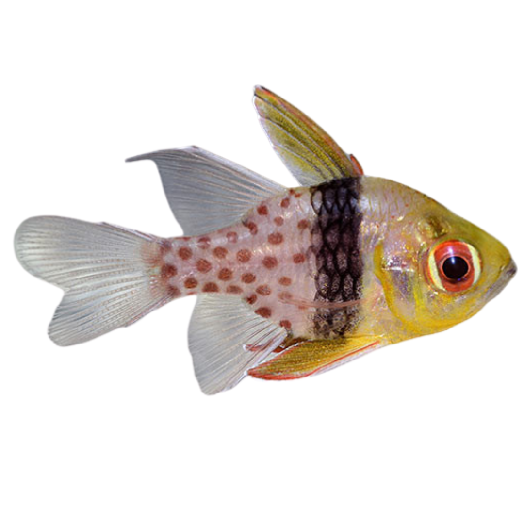 Get Pajama Cardinalfish